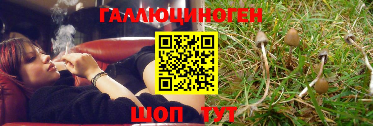 Галлюциногенные грибы Psilocybine cubensis  Нурлат  Псилоцибиновые грибы GOLDEN TEACHER 